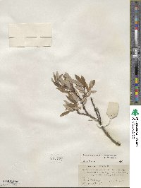 Salix glauca image