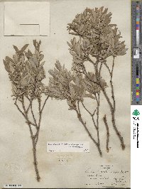 Salix glauca image