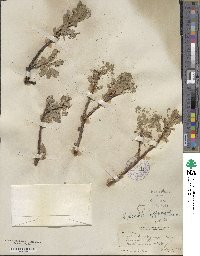 Salix glauca image