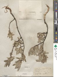 Salix glauca image