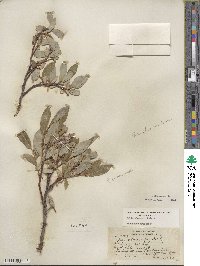 Salix glauca image