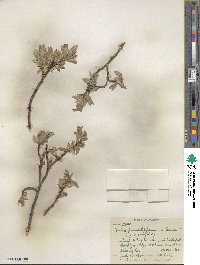 Salix glauca image