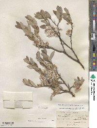 Salix glauca image