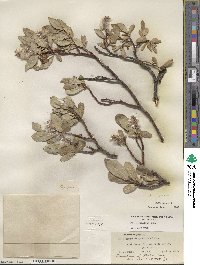 Salix glauca image