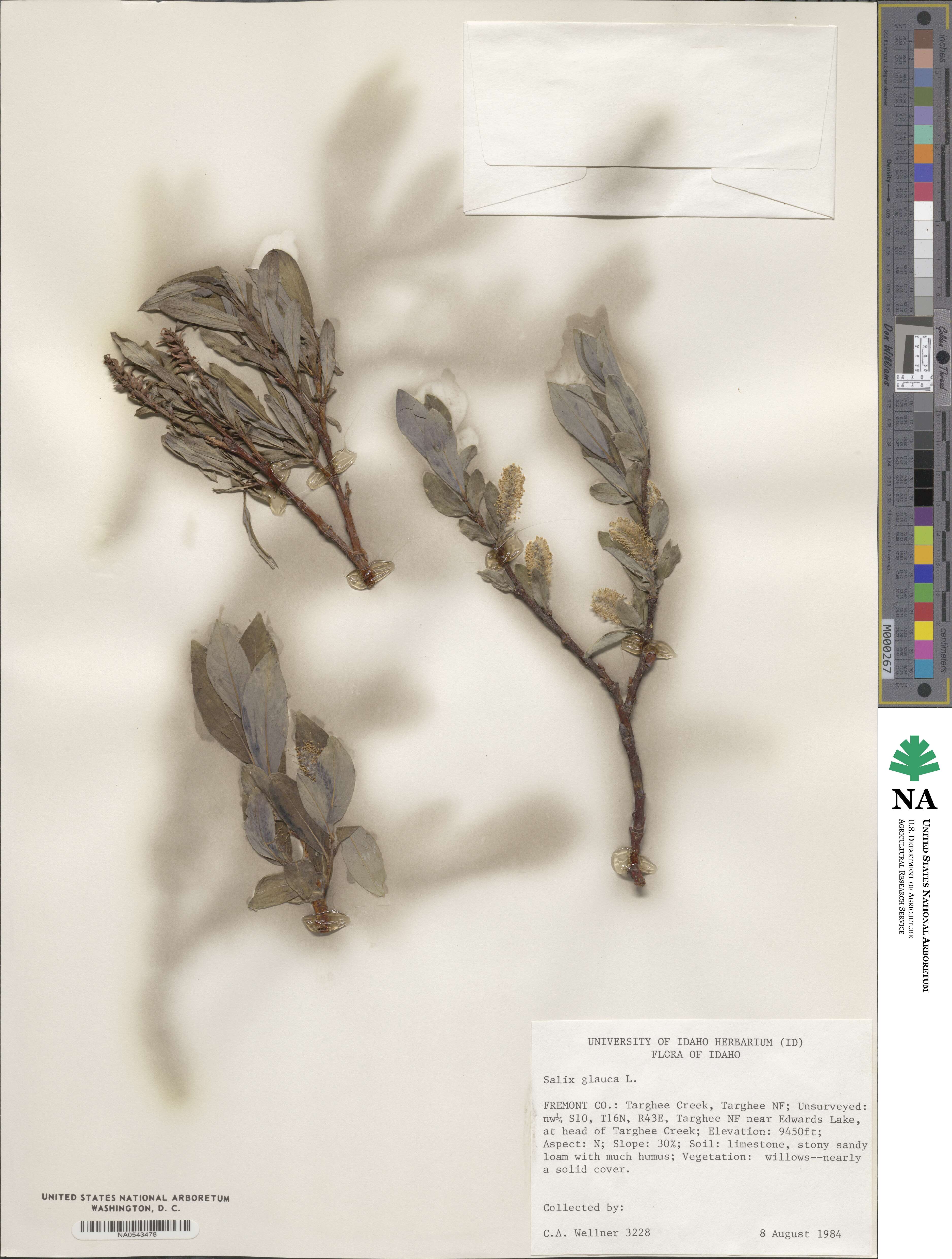 Salix glauca image