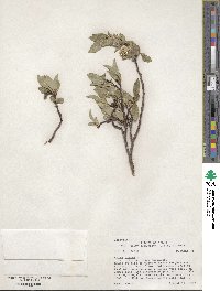 Salix glauca image