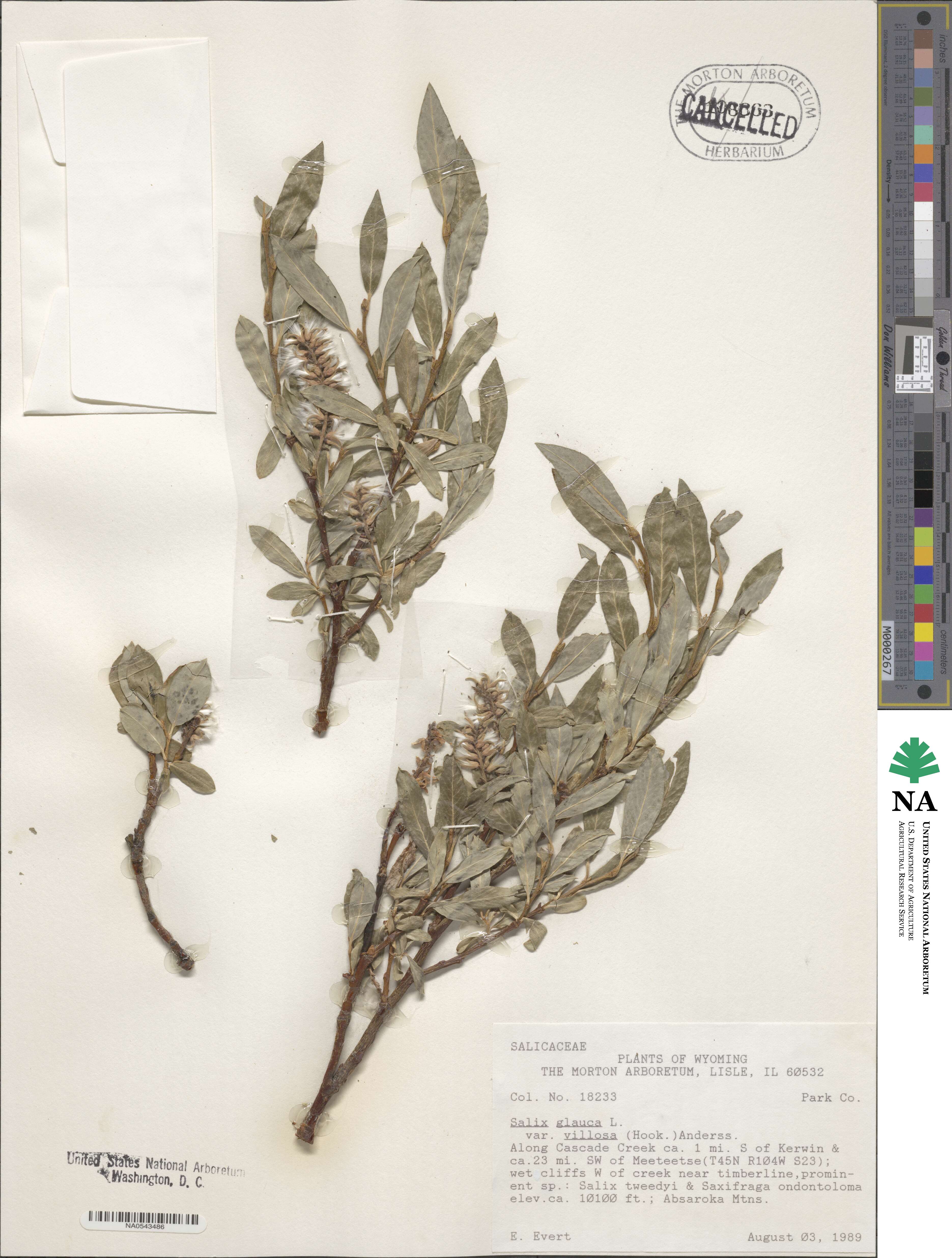 Salix glauca var. villosa image