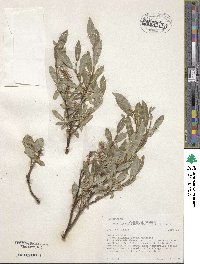 Salix glauca var. villosa image