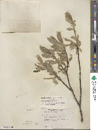 Salix glauca image