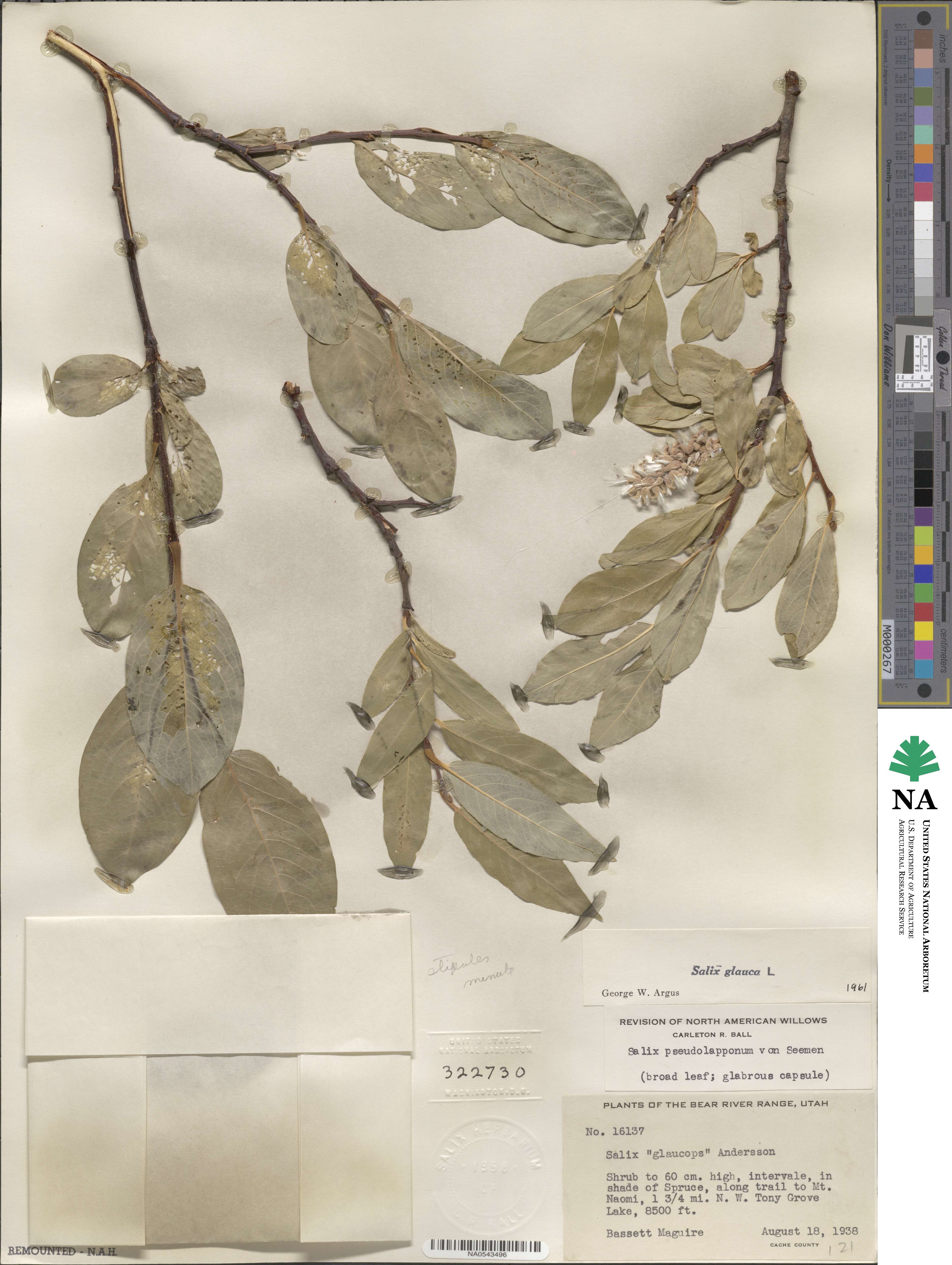 Salix glauca image