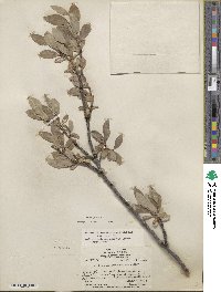 Salix glauca image