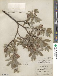 Salix glauca image