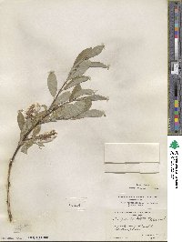 Salix glauca image
