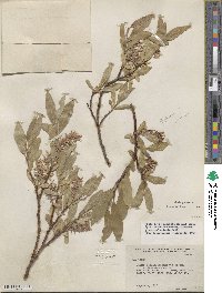 Salix glauca image