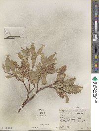 Salix glauca image