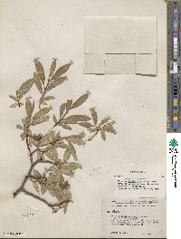 Salix glauca image