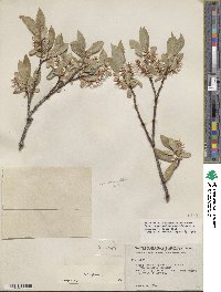 Salix glauca image