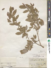 Salix glauca image