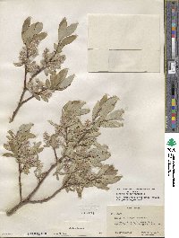 Salix glauca image