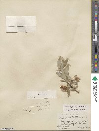 Salix glauca image