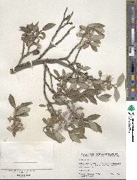 Salix glauca image