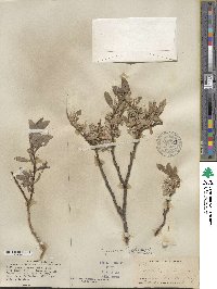 Salix glauca image