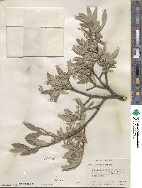 Salix glauca image