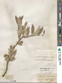 Salix glauca image