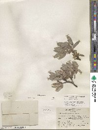 Salix glauca image