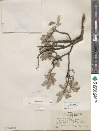 Salix glauca image