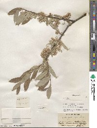 Salix glauca image