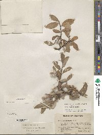 Salix glauca image