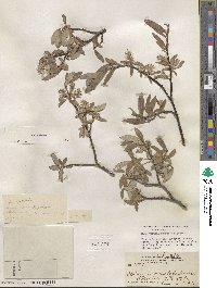 Salix glauca image