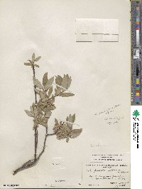 Salix glauca image