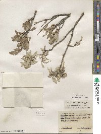 Salix glauca image