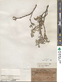 Salix glauca image