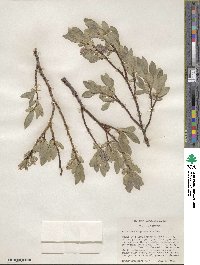 Salix glauca image