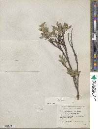 Salix glauca image