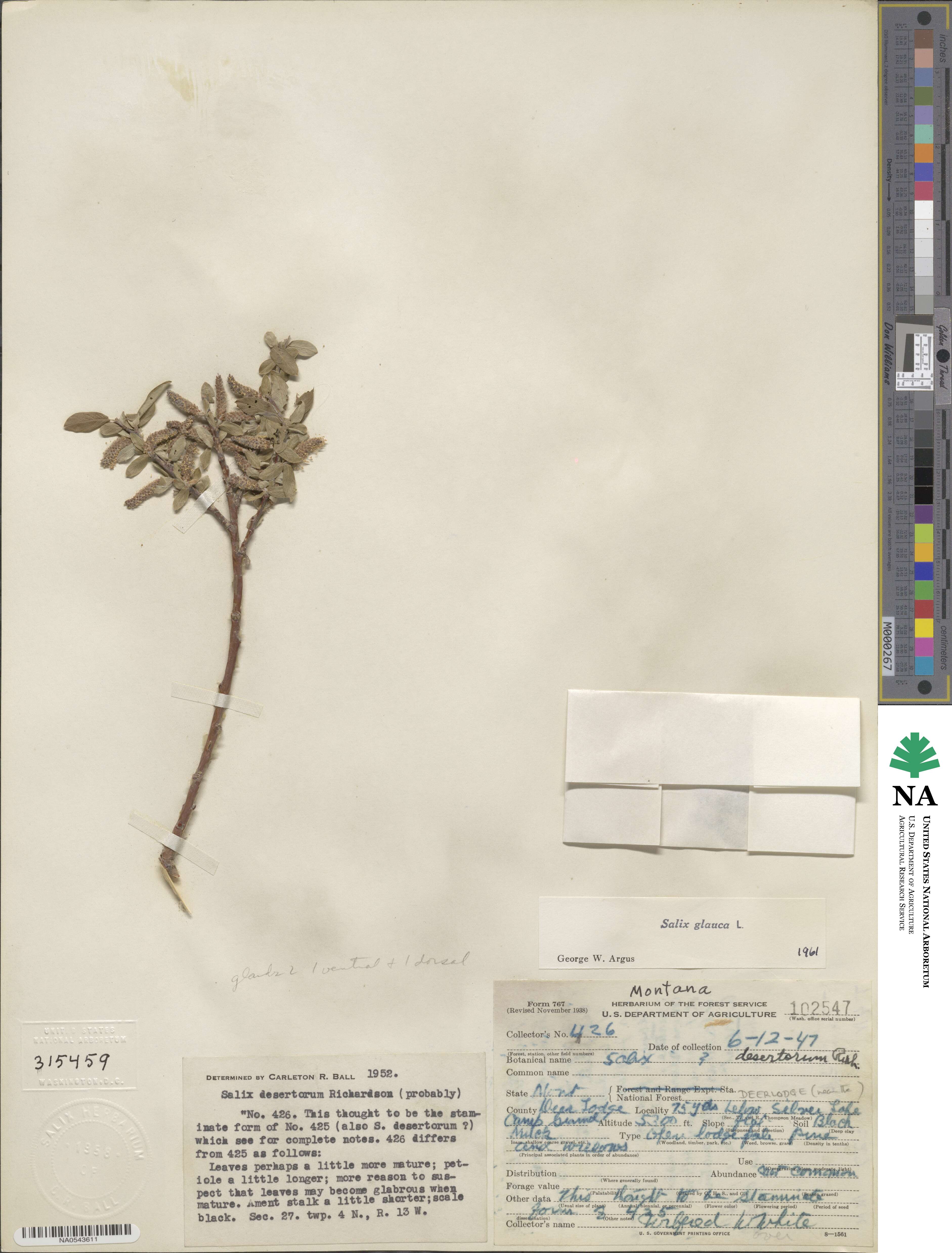 Salix glauca image