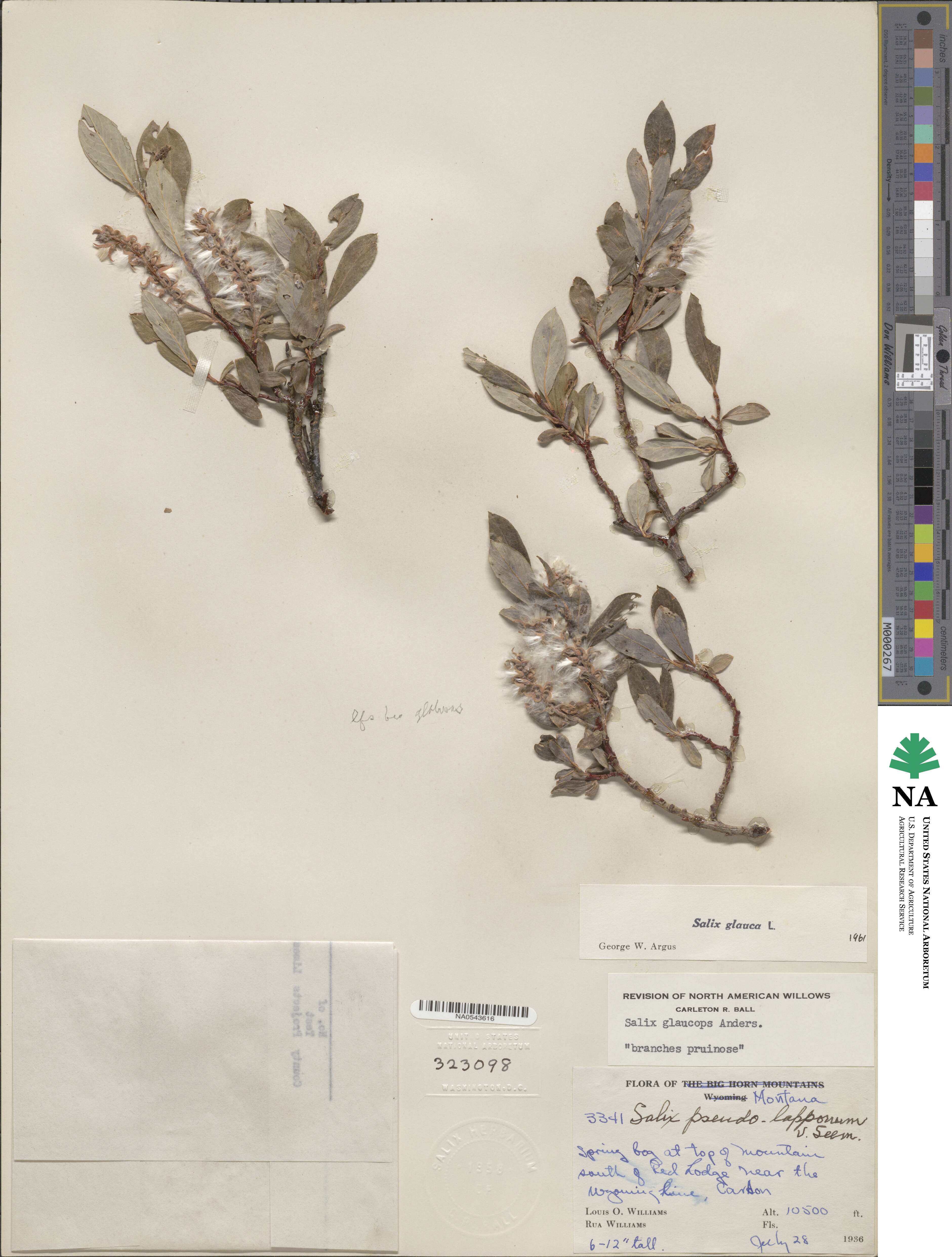 Salix glauca image