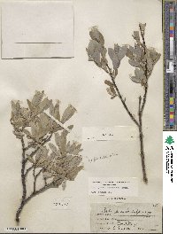 Salix glauca image