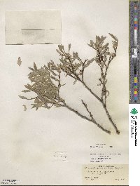 Salix glauca image