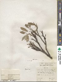 Salix glauca image