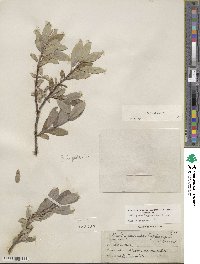 Salix glauca image