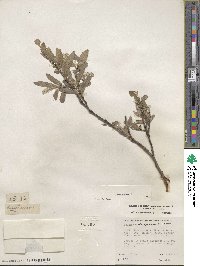 Salix glauca image