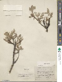 Salix glauca image