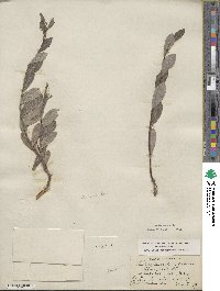 Salix glauca image