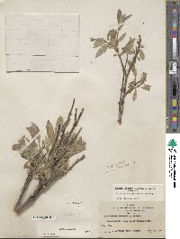 Salix glauca image