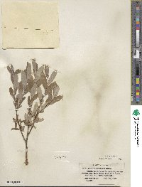 Salix glauca image