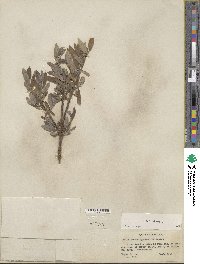 Salix glauca image